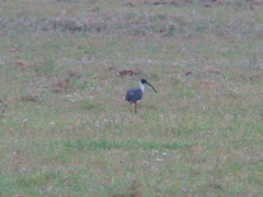 Threskiornis spinicollis