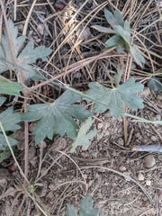 Geranium caespitosum