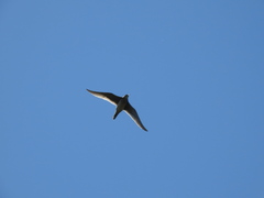 Bartramia longicauda