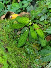 Staurogyne concinnula