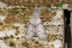 Calliteara diplozona