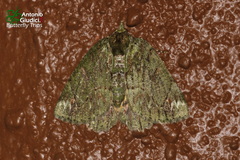 Dindica polyphaenaria