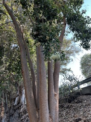 Eucalyptus polyanthemos