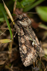 Allophyes oxyacanthae