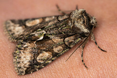 Allophyes oxyacanthae