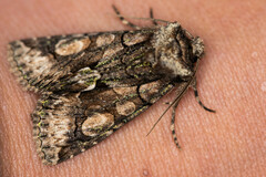 Allophyes oxyacanthae