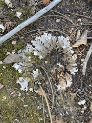 Peltigera rufescens