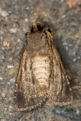 Allophyes oxyacanthae