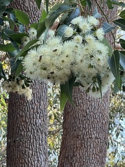 Eucalyptus polyanthemos
