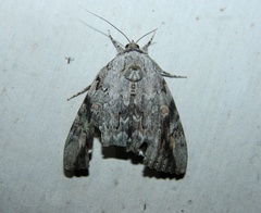 Catocala maestosa