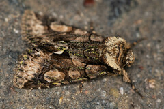 Allophyes oxyacanthae