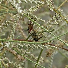 Apiomerus flaviventris