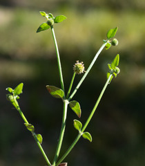 Opercularia aspera