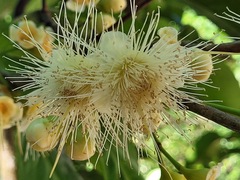 Syzygium samarangense