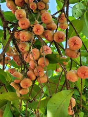 Syzygium samarangense