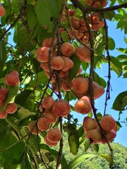 Syzygium samarangense