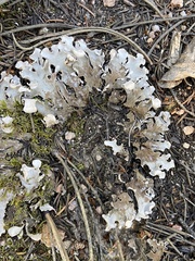 Peltigera rufescens