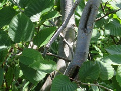 Alnus maximowiczii