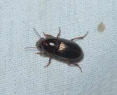 Harpalus gravis