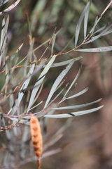 Acacia murrayana