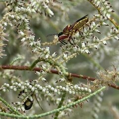 Apiomerus flaviventris