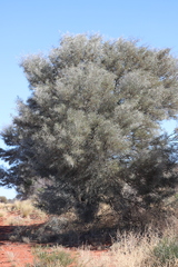 Acacia murrayana