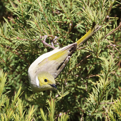 Ptilotula penicillata