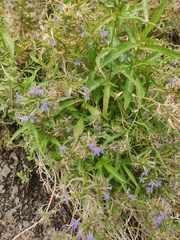 Palmerella debilis serrata