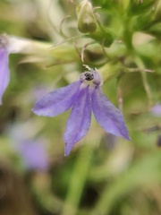 Palmerella debilis serrata