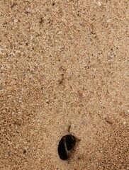 Dorymyrmex bicolor