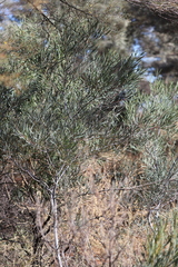 Acacia murrayana