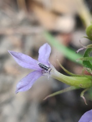 Palmerella debilis serrata