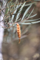 Acacia murrayana