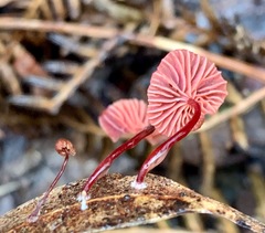 Cruentomycena viscidocruenta