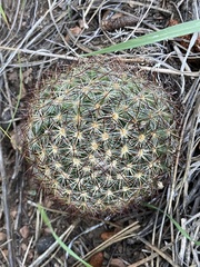 Pediocactus simpsonii