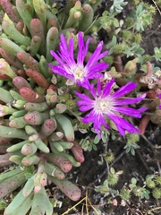 Carpobrotus modestus