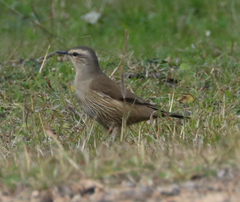 Climacteris picumnus