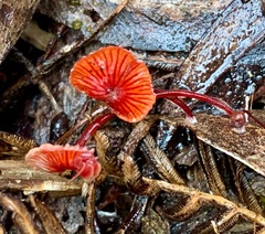 Cruentomycena viscidocruenta