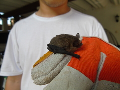 Eptesicus furinalis
