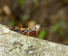 Mantoida maya