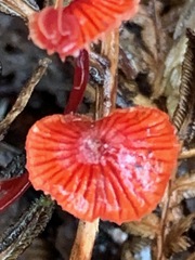 Cruentomycena viscidocruenta