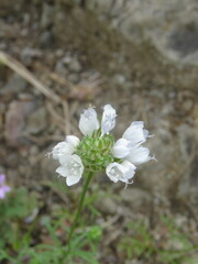 Gilia capitata