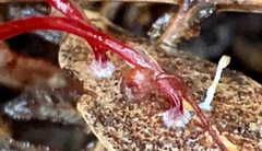 Cruentomycena viscidocruenta