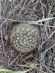 Pediocactus simpsonii