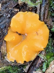 Phaeohelotium baileyanum
