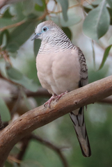 Geopelia placida