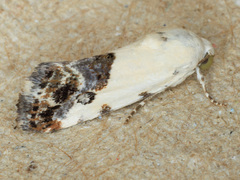 Ponometia phecolisca