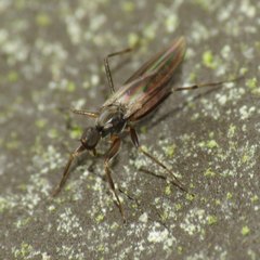 Tachydromiinae
