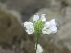 Gilia capitata