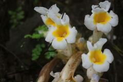 Christisonia calcarata